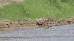 Otospermophilus variegatus couchii
