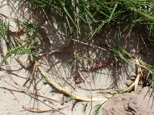 Distichlis distichophylla, photograph 6