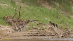 Otospermophilus variegatus couchii