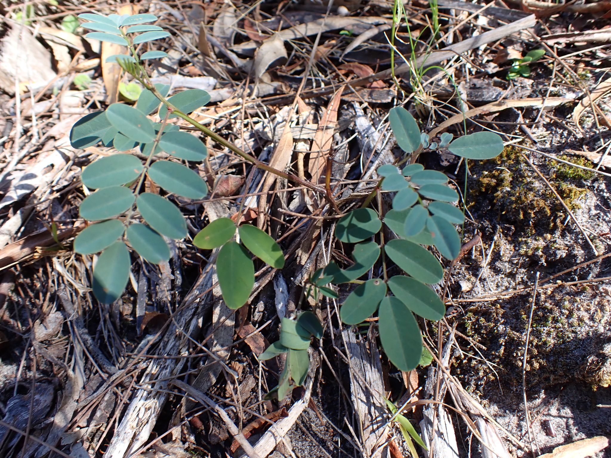 Austral Indigo (Indigofera australis)