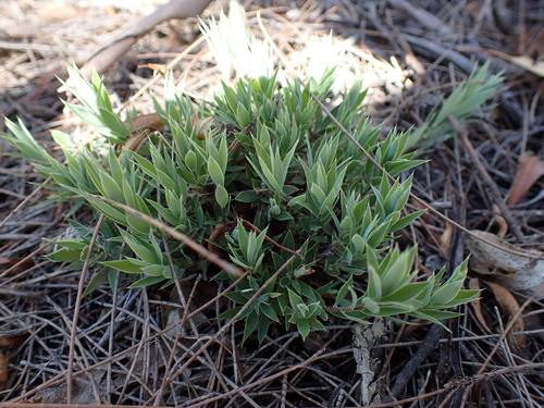Golden Heath (Styphelia adscendens)