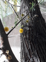 Vachellia farnesiana