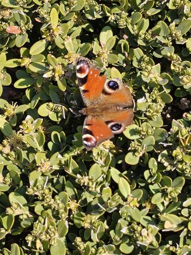 European Peacock Butterfly