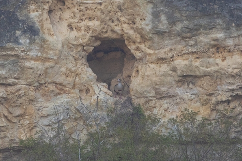 iNaturalist: (c) BabaJaga, some rights reserved (CC BY-NC), uploaded by BabaJaga iNaturalist image