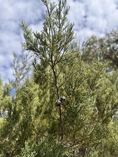Oyster Bay cypress-pine (Callitris rhomboidea)