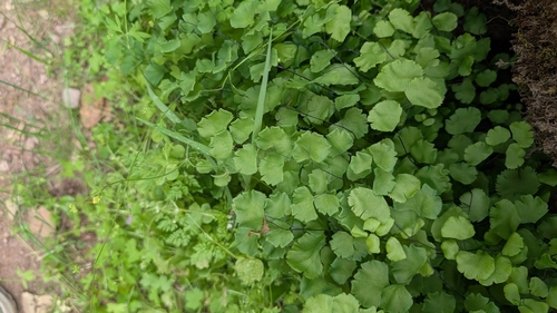 California Maidenhair (Adiantum jordanii)