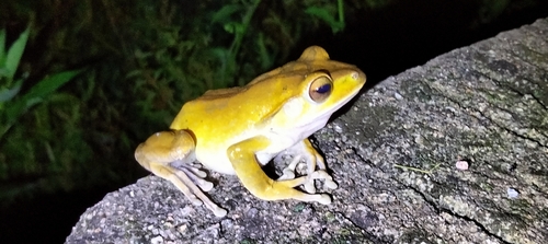 Spot-legged Tree Frog