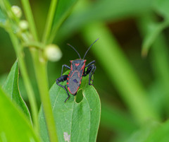 Piezogaster rubropictus