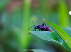 Piezogaster rubropictus