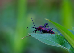 Piezogaster rubropictus