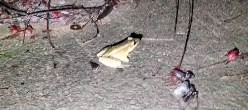 Guenther's Frog