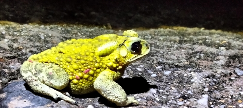 Asian Common Toad