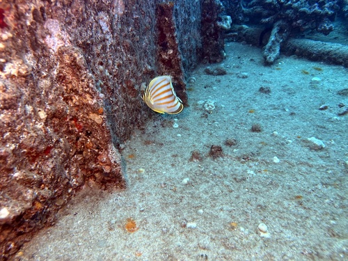 Chaetodon ornatissimus