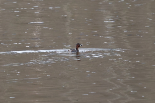 iNaturalist: (c) BabaJaga, some rights reserved (CC BY-NC), uploaded by BabaJaga iNaturalist image