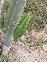 Acanthocereus