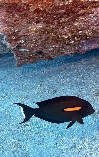 Acanthurus olivaceus