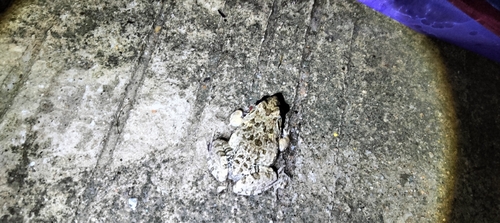 Hong Kong Rice-paddy Frog