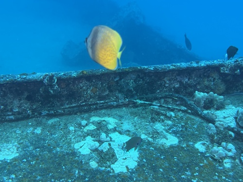 Chaetodon kleinii