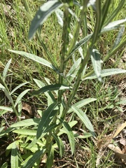 Pterocaulon angustifolium