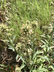 Pterocaulon angustifolium