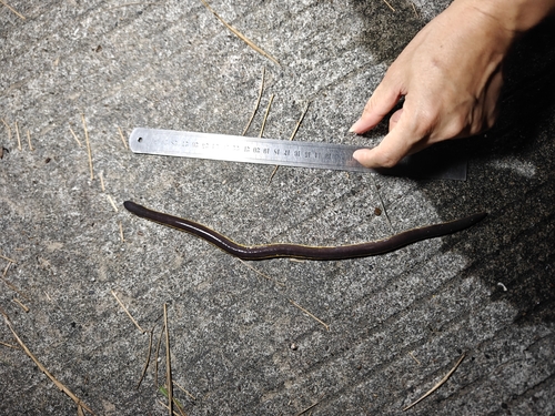 Koh Tao Caecilian