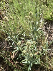 Pterocaulon angustifolium
