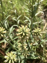 Pterocaulon angustifolium