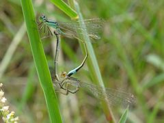 Ischnura evansi