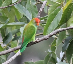 Loriculus beryllinus