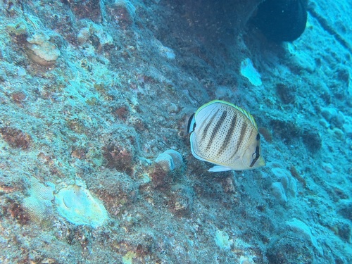 Chaetodon multicinctus