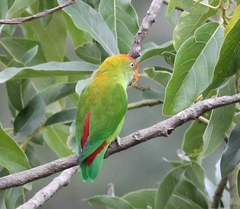 Loriculus beryllinus