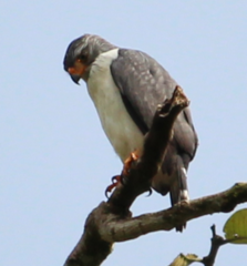 Leucopternis semiplumbeus