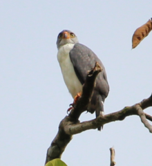 Leucopternis semiplumbeus