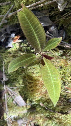velvet tree (Miconia calvescens)