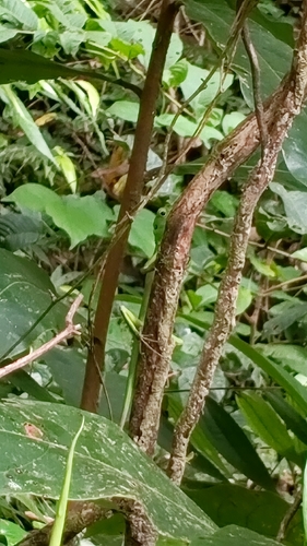 Bronchocela cristatella