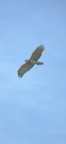 Short-toed Snake-Eagle