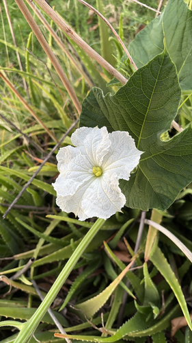 Lagenaria siceraria observed 2026-04-04
