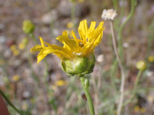 Shockley's Goldenhead (Acamptopappus shockleyi)