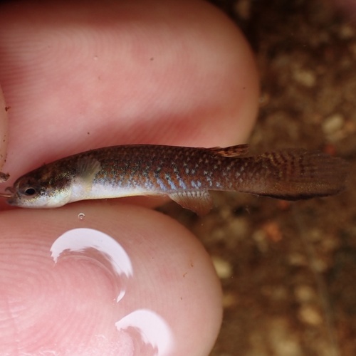 Agila killifish (Laimosemion agilae) — Rivulidae — 5