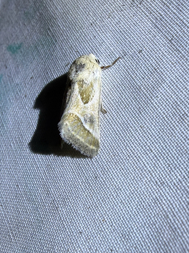 Schinia intrabilis photo 3