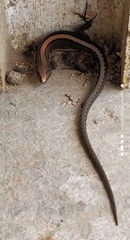 Pholidobolus vertebralis