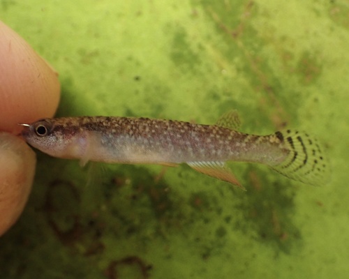 Agila killifish (Laimosemion agilae) — Rivulidae — 3