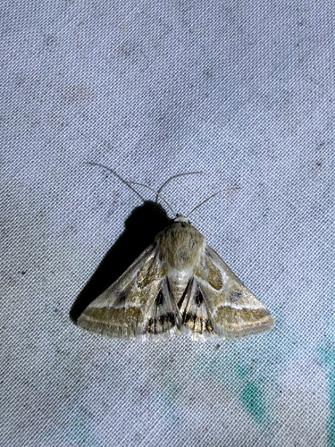 Schinia intrabilis photo 2