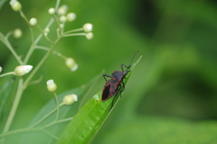 Piezogaster rubropictus