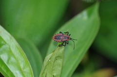 Piezogaster rubropictus