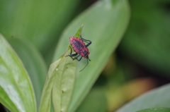 Piezogaster rubropictus