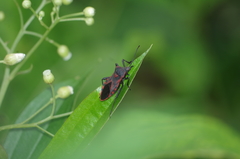 Piezogaster rubropictus