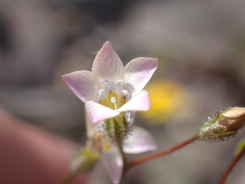 Star Gilia (Gilia stellata)