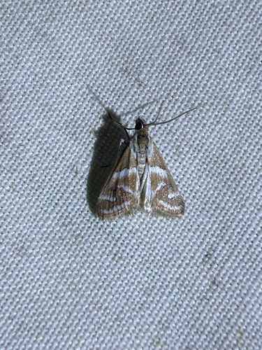 Noctueliopsis virula photo 3