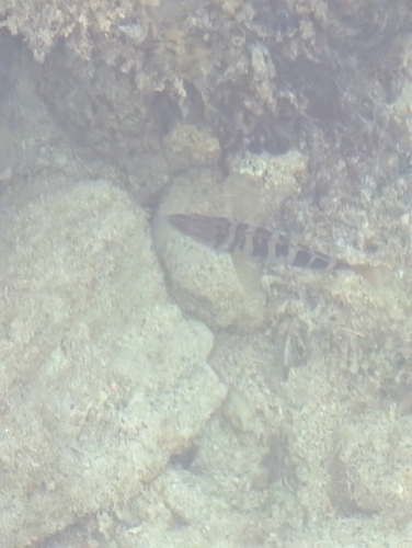 Serranus scriba